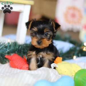 Maverick, Yorkie Puppy