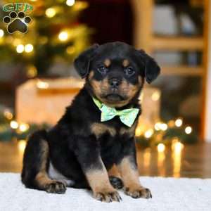 Maverick, Rottweiler Puppy