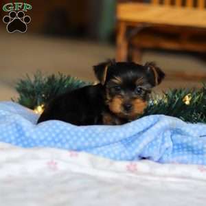 Maverick, Yorkie Puppy