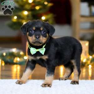 Maverick, Rottweiler Puppy