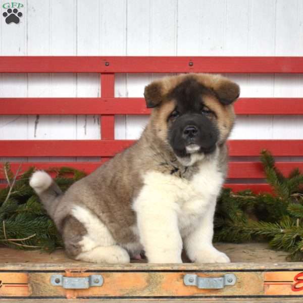Maverick, Akita Puppy