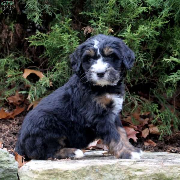 Maverick, Bernedoodle Puppy