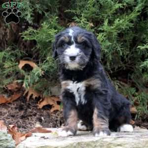 Maverick, Bernedoodle Puppy