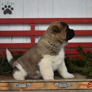 Maverick, Akita Puppy