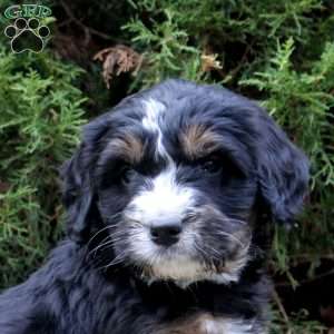 Maverick, Bernedoodle Puppy