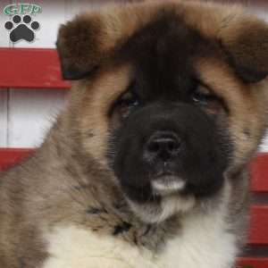 Maverick, Akita Puppy