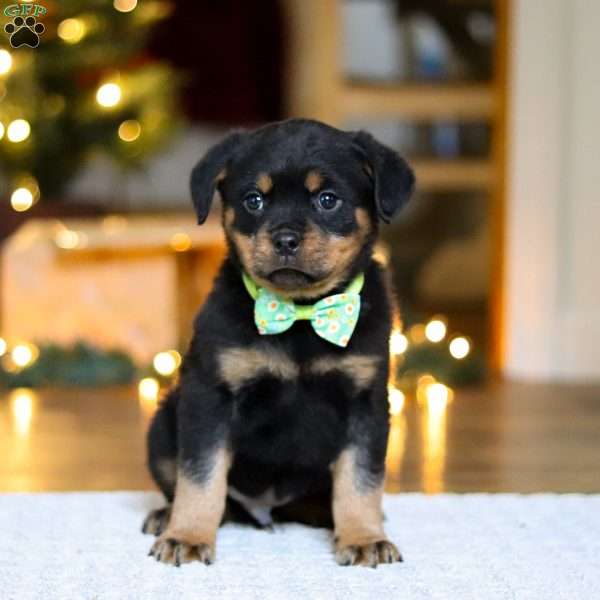 Maverick, Rottweiler Puppy