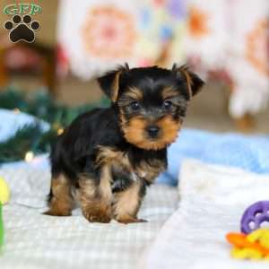 Maverick, Yorkie Puppy