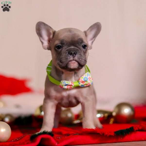 Max, Frenchton Puppy