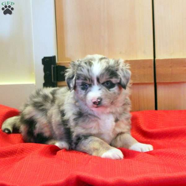 Max, Miniature Australian Shepherd Puppy