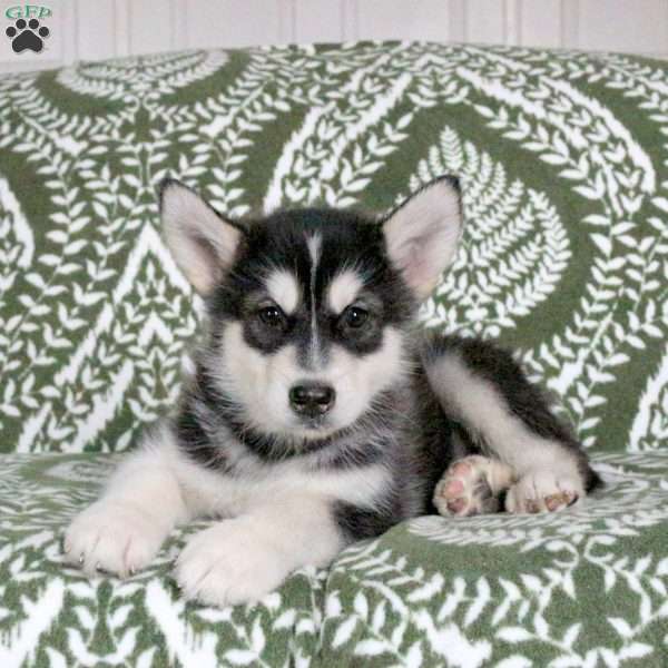 Max, Alaskan Malamute Puppy