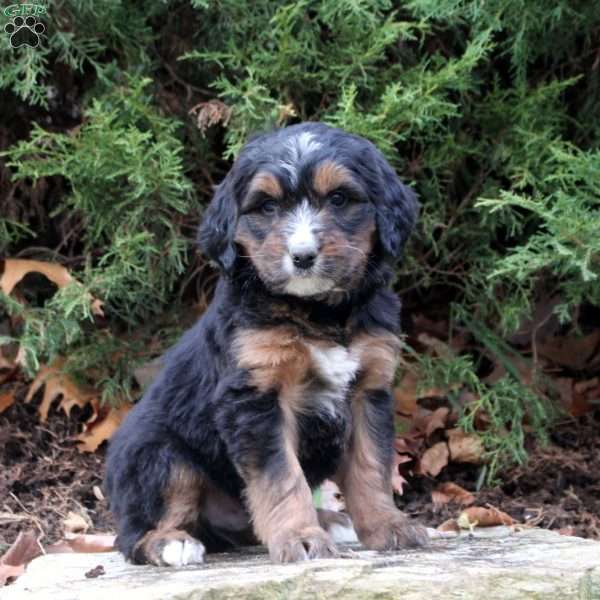 Max, Bernedoodle Puppy