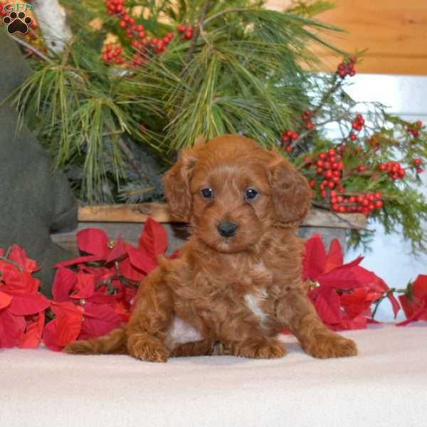 Max, Cavapoo Puppy