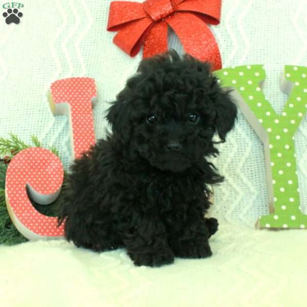 Max, Toy Poodle Puppy