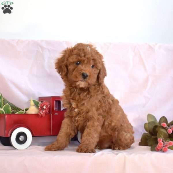 Max, Miniature Poodle Puppy