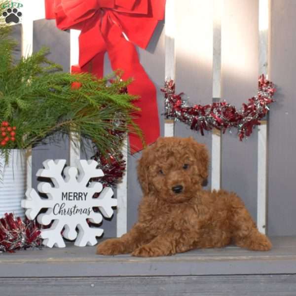 Max, Miniature Poodle Puppy