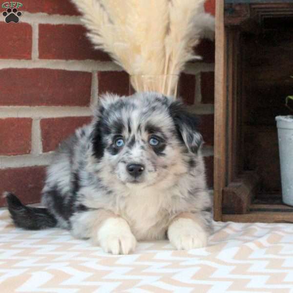 Max, Miniature Australian Shepherd Puppy