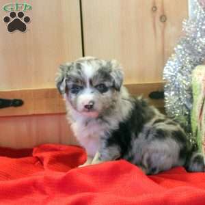 Max, Miniature Australian Shepherd Puppy