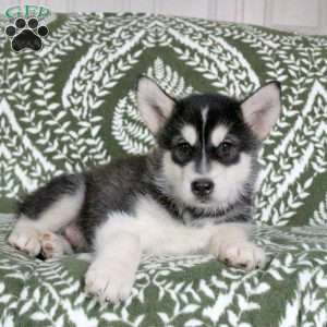 Max, Alaskan Malamute Puppy