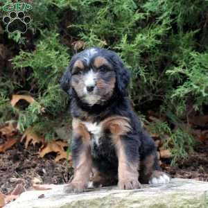 Max, Bernedoodle Puppy