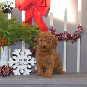 Max, Miniature Poodle Puppy