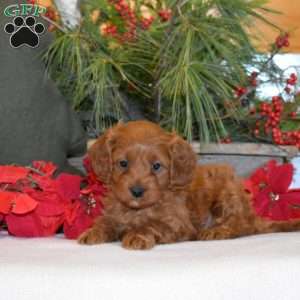 Max, Cavapoo Puppy
