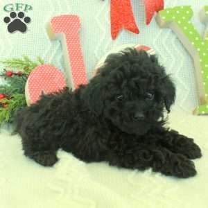 Max, Toy Poodle Puppy