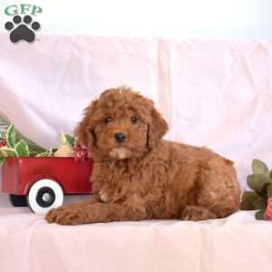 Max, Miniature Poodle Puppy