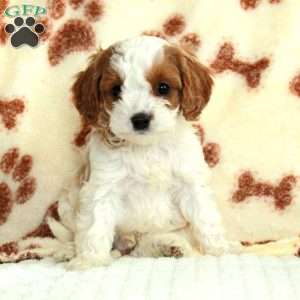 Max, Cavapoo Puppy