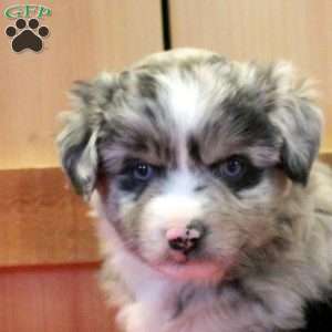Max, Miniature Australian Shepherd Puppy