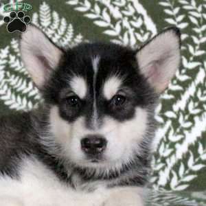 Max, Alaskan Malamute Puppy