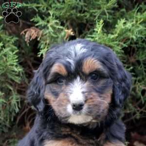 Max, Bernedoodle Puppy