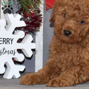 Max, Miniature Poodle Puppy