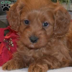 Max, Cavapoo Puppy