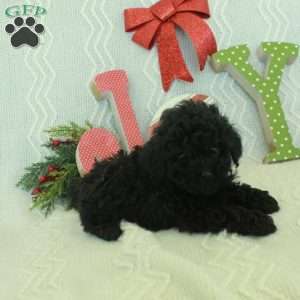 Max, Toy Poodle Puppy