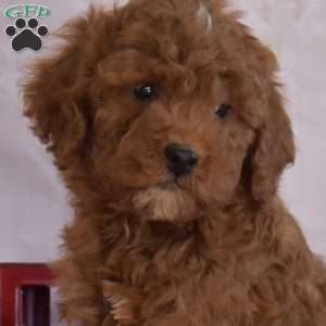 Max, Miniature Poodle Puppy