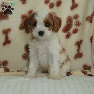 Max, Cavapoo Puppy
