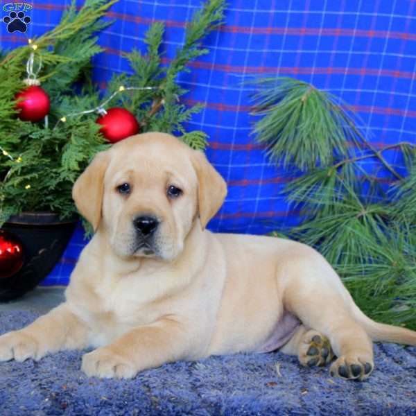 Max, Yellow Labrador Retriever Puppy