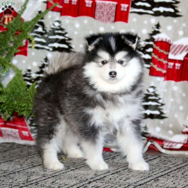 Max, Pomsky Puppy
