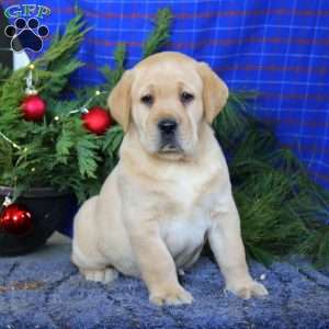 Max, Yellow Labrador Retriever Puppy