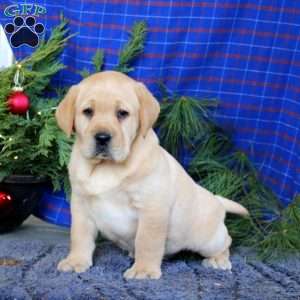 Max, Yellow Labrador Retriever Puppy