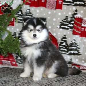 Max, Pomsky Puppy