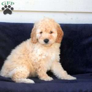 Maxwell, Cockapoo Puppy