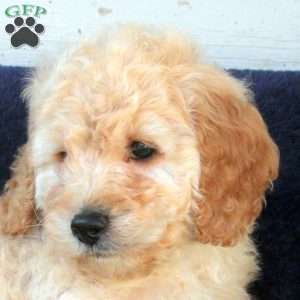 Maxwell, Cockapoo Puppy