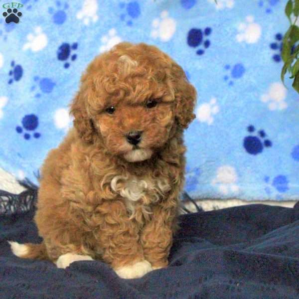 Maya, Toy Poodle Puppy
