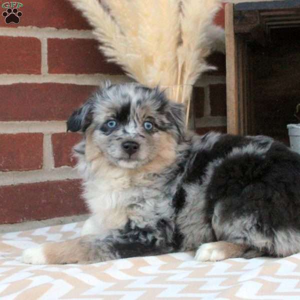 Maya, Miniature Australian Shepherd Puppy