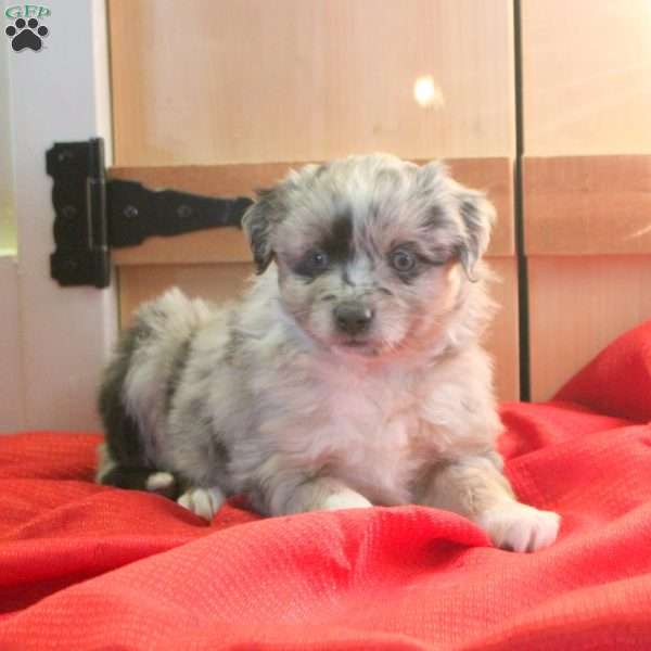 Maya, Miniature Australian Shepherd Puppy