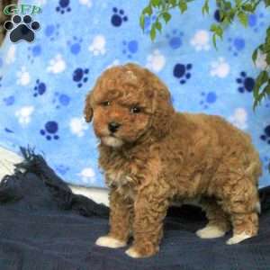 Maya, Toy Poodle Puppy