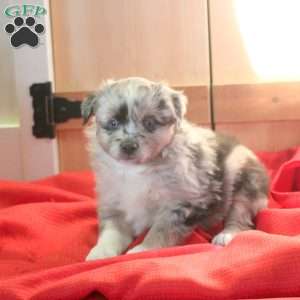 Maya, Miniature Australian Shepherd Puppy