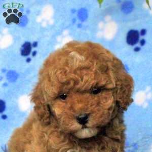 Maya, Toy Poodle Puppy
